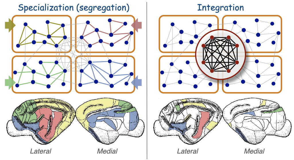 Cortical segregation/integration